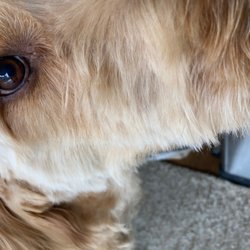 Paws 2 Groom