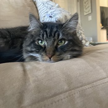 Long Island Veterinary Specialists - My cat that they took care of - Veterinarians Near Me - Plainview, New York