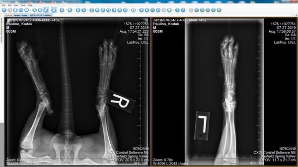 south valley animal hospital reviews