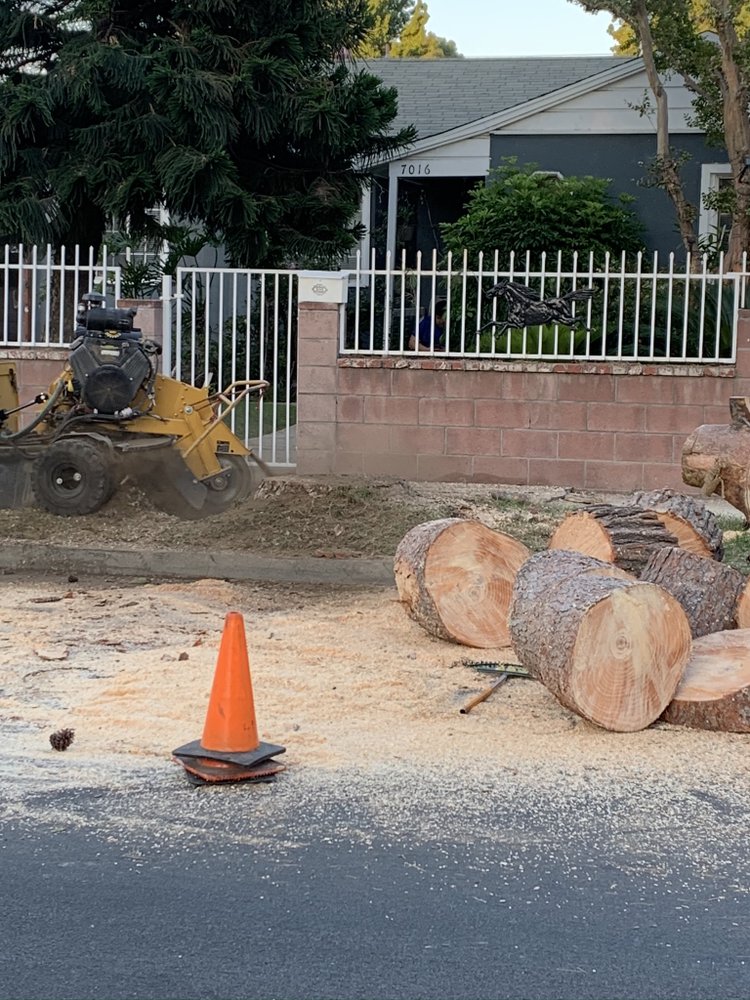 PEDRO & JAVIER’S TREE SERVICE 23 Photos Memphis Tn 38109, Memphis, Tennessee Tree Services