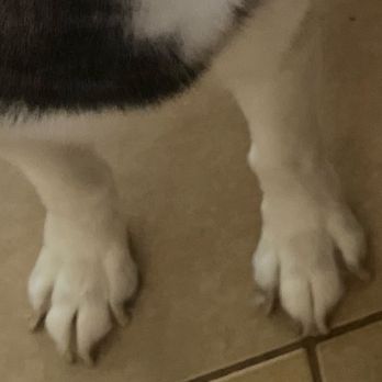 Hound Therapy - Before. Nails are long and scary - Pet Groomers Near Me - Plano, Texas