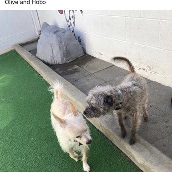 Sunrun Kennels - Pet Sitting Near Me - Newport Beach, California Sunrun Kennels - Pet Sitting Near Me - Newport Beach, California