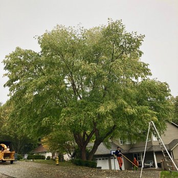 Andy's Tree Services - Results of a beautiful River Birch we pruned - Tree Services Near Me