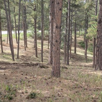 Colorado Mastication - After thick scrub oak removal - Tree Services Near Me - Larkspur, Colorado