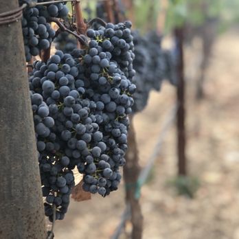 Goosecross Cellars - Wineries Near Me - Yountville, California