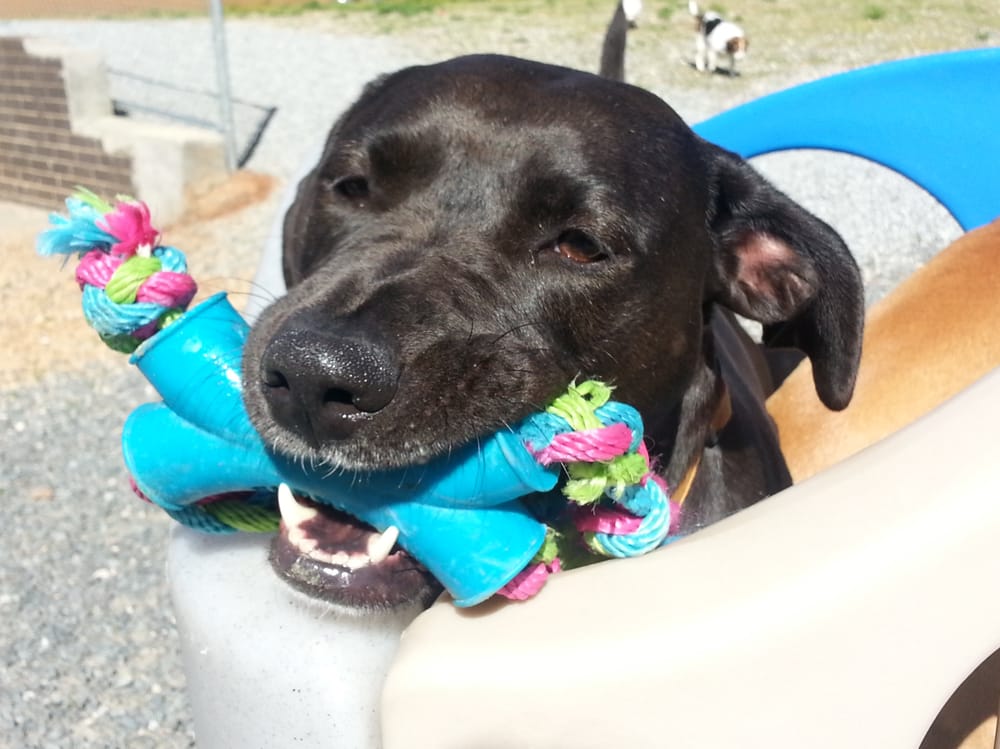 Perfect Paws - pet boarding facility in Charlotte, NC