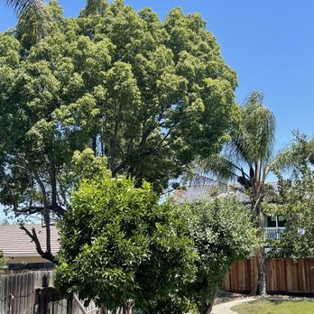 Chavez Tree Service - The before - Tree Services Near Me - Tracy, California Chavez Tree Service - The before - Tree Services Near Me - Tracy, California