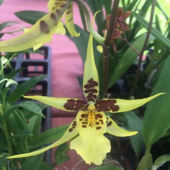 Waimea Town Market - Orchids grown by small independent beautiful people. On sale here. - Farmers Market Near Me - Kamuela, Hawaii Waimea Town Market - Orchids grown by small independent beautiful people. On sale here. - Farmers Market Near Me - Kamuela, Hawaii
