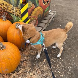 Sidhu Farms - Loves that Sidhu Farms was dog friendly!