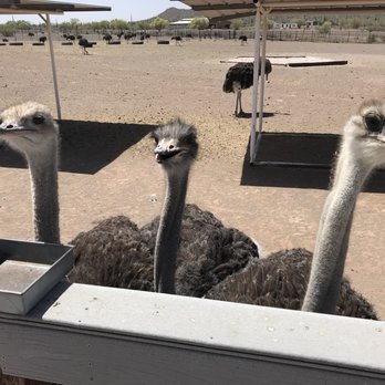 Rooster Cogburn Ostrich Ranch - Petting Zoos Near Me - Picacho, Arizona Rooster Cogburn Ostrich Ranch - Petting Zoos Near Me - Picacho, Arizona