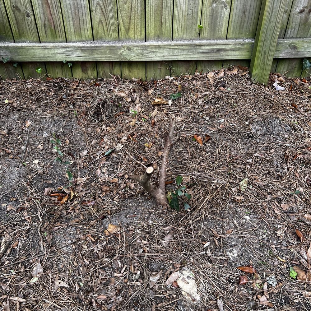 King Green - Dead scrub- due to poor treatment or incorrect fertilizer mixture. Had to cut back 100% - Tree Services Near Me - Gainesville, Georgia