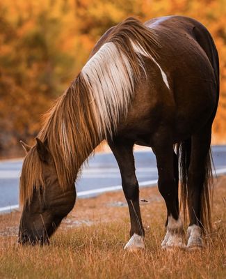 Assateague Island National Seashore by null