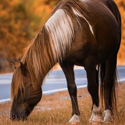 Assateague Island National Seashore - Wild horse. This scene is common as they love to eat along the roadway.