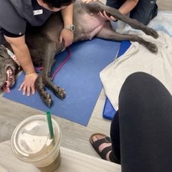 Apex Vets surgical assistant and Dr. Sarowitz examining and soothing a very anxious Camden.
