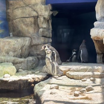 Moody Gardens - Pengu - Museums Near Me - Galveston, Texas Moody Gardens - Pengu - Museums Near Me - Galveston, Texas