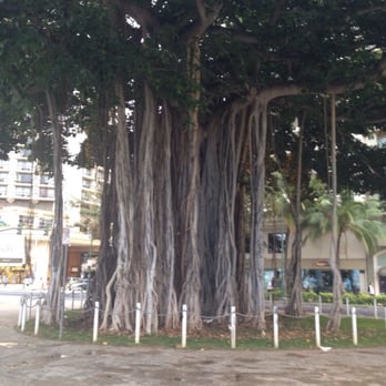 Eggs 'n Things - Waikiki Beach Eggspress - I know this is random but check out this banyan tree across the street! - Breakfast & Brunch Near Me - Honolulu, Hawaii Eggs 'n Things - Waikiki Beach Eggspress - I know this is random but check out this banyan tree across the street! - Breakfast & Brunch Near Me - Honolulu, Hawaii