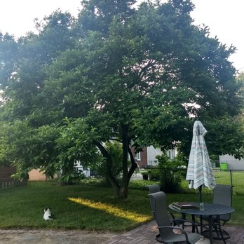Alpine Tree and Lawn Care - My magnolia that was saved from scale - Landscaping Near Me - Sterling Heights, Michigan Alpine Tree and Lawn Care - My magnolia that was saved from scale - Landscaping Near Me - Sterling Heights, Michigan