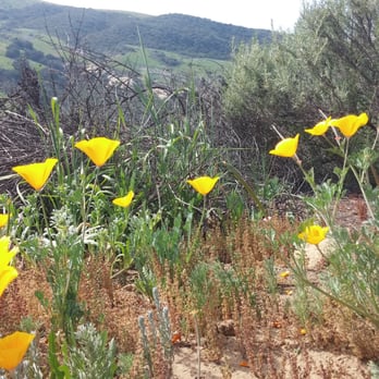 Bommer Canyon - Poppy flowers on the trail 2/21/15 - Hiking Near Me - Irvine, California Bommer Canyon - Poppy flowers on the trail 2/21/15 - Hiking Near Me - Irvine, California
