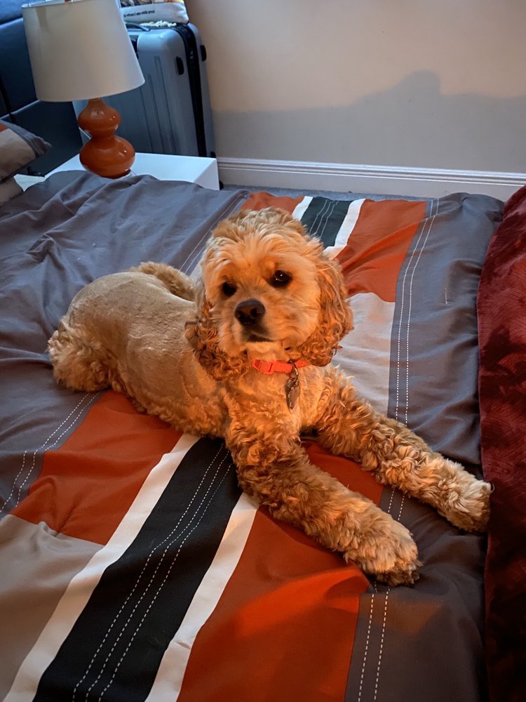 WOW GROOMING MOBILE 23 Photos & 11 Reviews Hollywood, Florida Pet