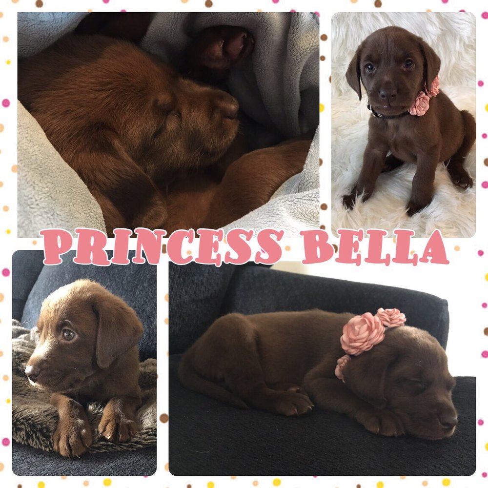 WOODS FERRY KENNEL Updated July 2024 15 Photos 4723 Woods Ferry