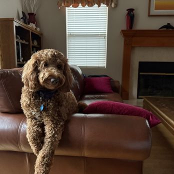 Preferred by Pets - Shelby - Pet Groomers Near Me - San Diego, California Preferred by Pets - Shelby - Pet Groomers Near Me - San Diego, California