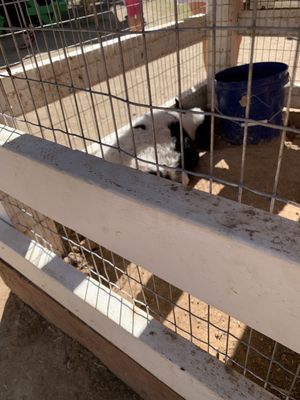 Tolmachoff Farms by null