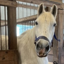 Love this gentle giant! He's a retired boy, but so super friendly! Bring him cut up apples when you visit! Love this gentle giant! He's a retired boy, but so super friendly! Bring him cut up apples when you visit!