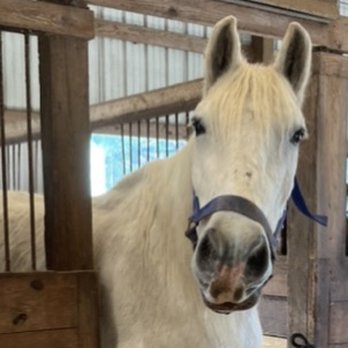 Inlet Point Plantation - Love this gentle giant! He's a retired boy, but so super friendly! Bring him cut up apples when you visit! - Horseback Riding Near Me - North Myrtle Beach, South Carolina Inlet Point Plantation - Love this gentle giant! He's a retired boy, but so super friendly! Bring him cut up apples when you visit! - Horseback Riding Near Me - North Myrtle Beach, South Carolina