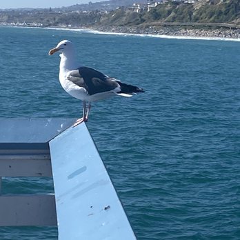 San Clemente State Beach - Seagull  gods creature that lives ocean air - Beaches Near Me - San Clemente, California