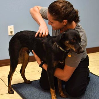 Wild Life Chiropractic - At Animal Wellness World - Chiropractors Near Me - Melbourne, Florida Wild Life Chiropractic - At Animal Wellness World - Chiropractors Near Me - Melbourne, Florida