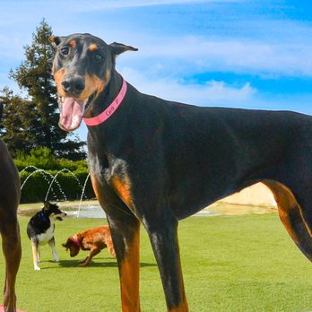 Elaine's Pet Resorts - Pet Training Near Me - Madera, California Elaine's Pet Resorts - Pet Training Near Me - Madera, California