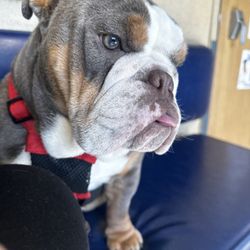 Florissant Animal Hospital