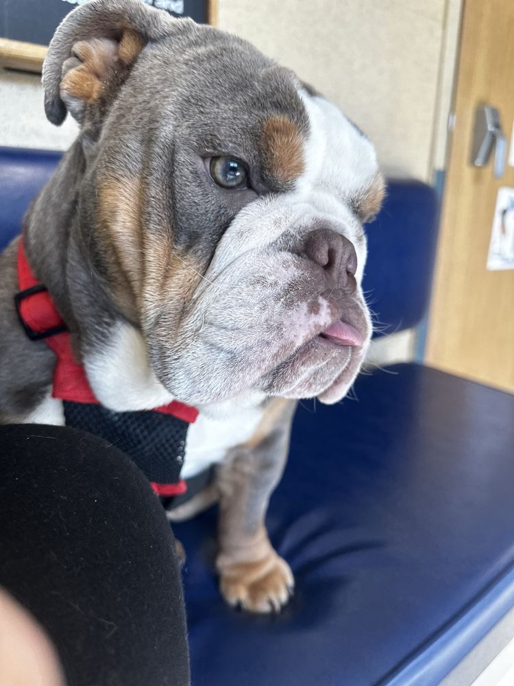 Florissant Animal Hospital - pet boarding facility in Florissant, MO