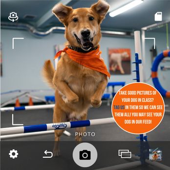Zoom Room Dog Training - Pet Training Near Me - Margate, Florida Zoom Room Dog Training - Pet Training Near Me - Margate, Florida