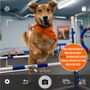 Photo of Zoom Room Dog Training