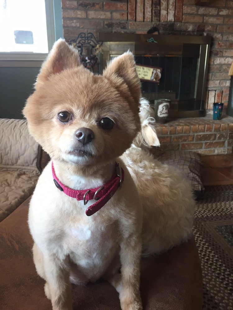 SHAGGY DOG SPA ALL BREED GROOMING & DAYCARE 103 W Corsicana St, Athens, Texas Pet Groomers