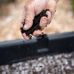 Revival Gardening - Organic worm castings being spread by hand.