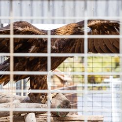 Forever Wild Exotic Animal Sanctuary