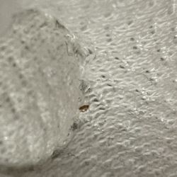 Skanstulls Hostel - Bedbugs found in Room 43 (Vägglöss i rum 43 säng)
