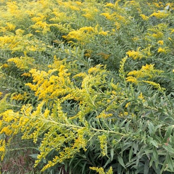 Meadow on The Cove - Closer view of some pretty yellow Wildflowers. - Parks Near Me - Orleans, Massachusetts