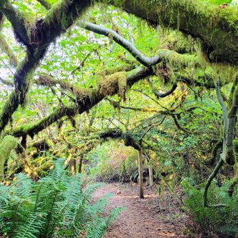 Lewis Creek Park - Along the Trail - Parks Near Me - Bellevue, Washington Lewis Creek Park - Along the Trail - Parks Near Me - Bellevue, Washington