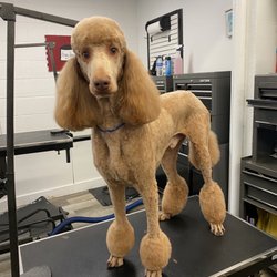 Pup Grooming Foxy Mutts Grooming Salon The 10 Best Pet Groomers In