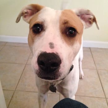 A Dog's Tale Animal Rescue - Milly! - Animal Shelters Near Me A Dog's Tale Animal Rescue - Milly! - Animal Shelters Near Me