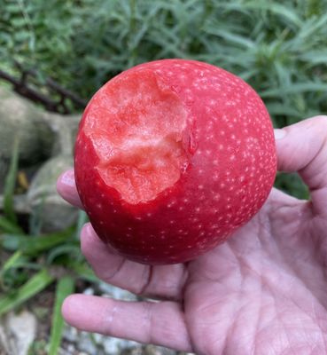 Sprouts Farmers Market by null