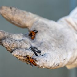 Hollenbeck Pest Control