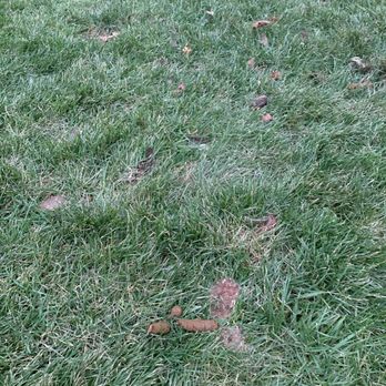 Scoopy Doo Dog Waste Removal - The scooper must have thought these were mushrooms. - Pet Waste Removal Near Me - Locust Valley, New York Scoopy Doo Dog Waste Removal - The scooper must have thought these were mushrooms. - Pet Waste Removal Near Me - Locust Valley, New York