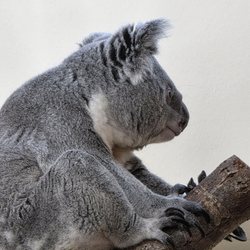 Tiergarten Schönbrunn