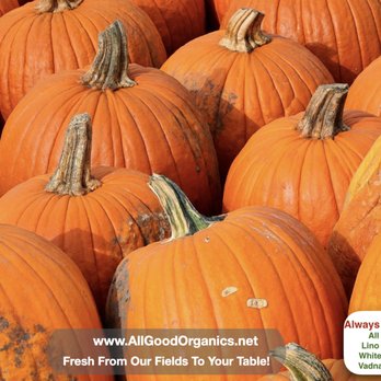 All Good Organics - All Good Organics has pumpkins pumpkins and pumpkins! Huge to mini pumpkins, straw, hay and cornstalks All Good Organics has what you need! - Organic Stores Near Me - Lino Lakes, Minnesota All Good Organics - All Good Organics has pumpkins pumpkins and pumpkins! Huge to mini pumpkins, straw, hay and cornstalks All Good Organics has what you need! - Organic Stores Near Me - Lino Lakes, Minnesota