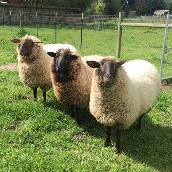Sonoma Marin Veterinary Service - Sheep. - Veterinarians Near Me - Petaluma, California Sonoma Marin Veterinary Service - Sheep. - Veterinarians Near Me - Petaluma, California