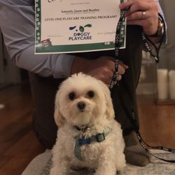 Doggy Playcare - Bentley, after his Level 1 Graduation!